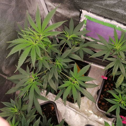 DaAlien growlog timeline photo