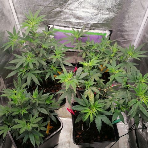 DaAlien growlog timeline photo