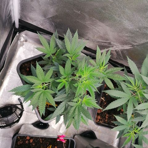 DaAlien growlog timeline photo