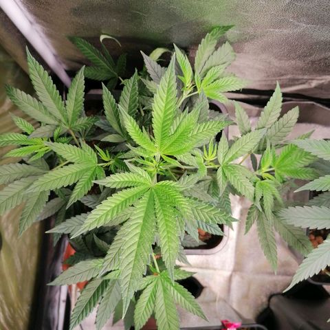 Black Cherries growlog timeline photo