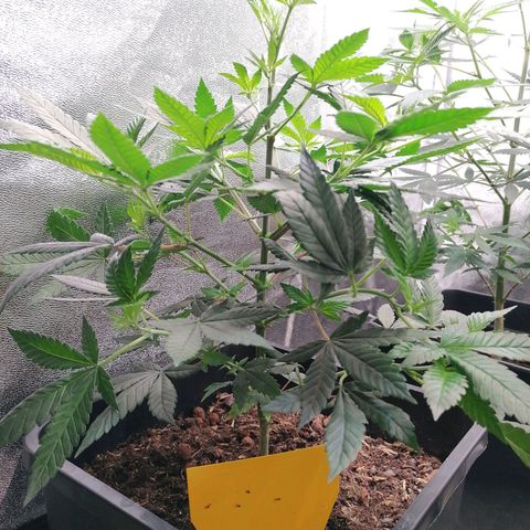 Black Cherries growlog timeline photo