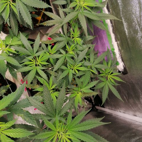 DaAlien growlog timeline photo