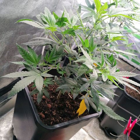 Black Cherries growlog timeline photo