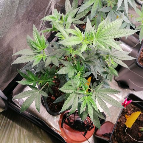 Black Cherries growlog timeline photo