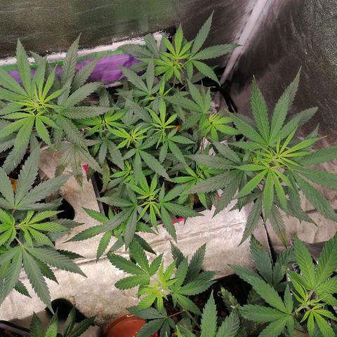 DaAlien growlog timeline photo