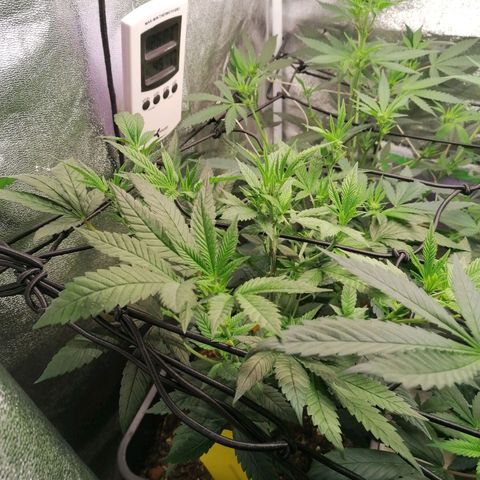Black Cherries growlog timeline photo