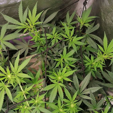 DaAlien growlog timeline photo