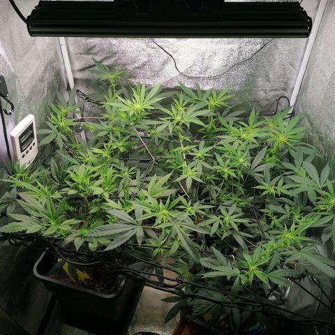 DaAlien growlog timeline photo