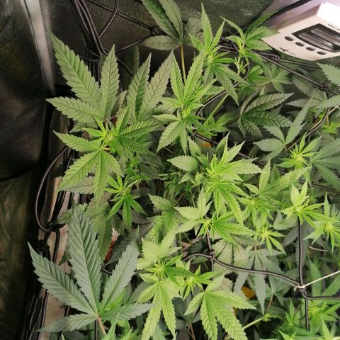 Black Cherries growlog timeline photo