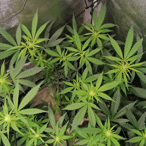 DaAlien growlog timeline photo
