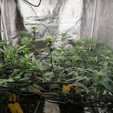 DaAlien growlog photo: Entlauben und lollipoppen