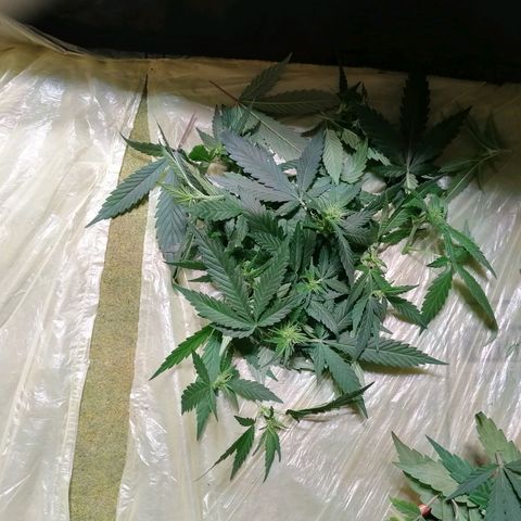 DaAlien growlog photo: Entlauben und lollipoppen