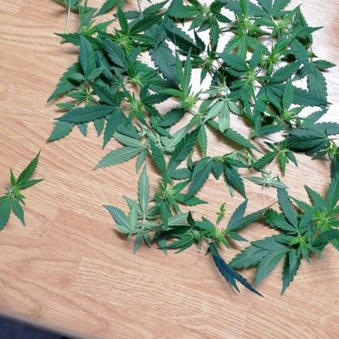DaAlien growlog photo: Entlauben und lollipoppen