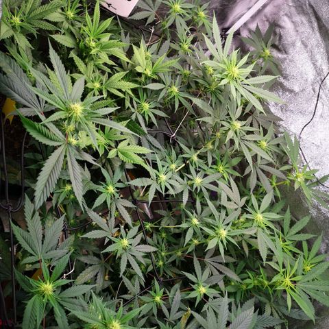 DaAlien growlog photo: Entlauben und lollipoppen