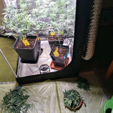 DaAlien growlog photo: Entlauben und lollipoppen
