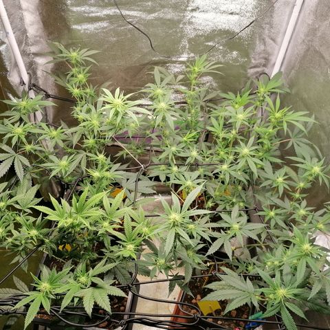 DaAlien growlog photo: Entlauben und lollipoppen