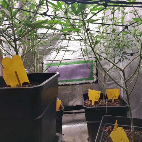 DaAlien growlog photo: Entlauben und lollipoppen
