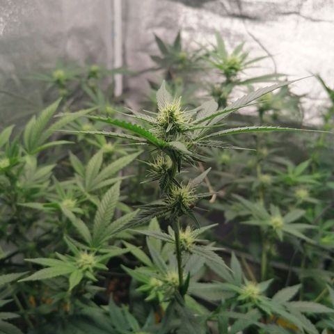 DaAlien growlog timeline photo