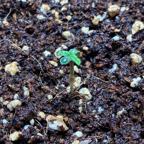 SLH 1 growlog timeline photo