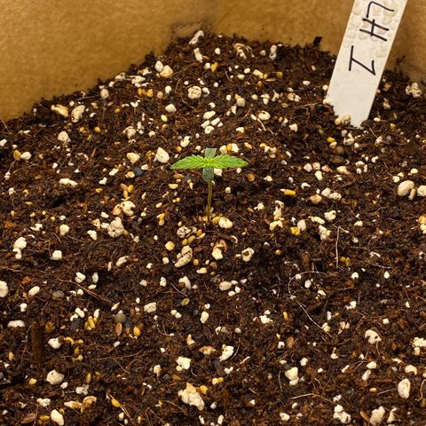 SLH 1 growlog timeline photo