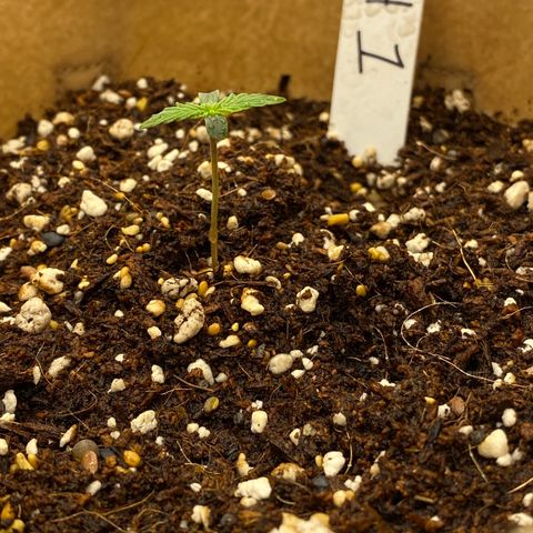 SLH 1 growlog timeline photo
