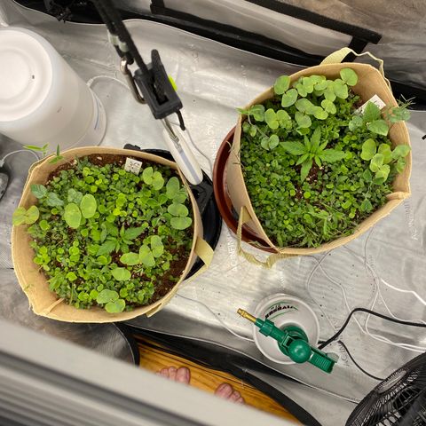 SLH 1 growlog timeline photo