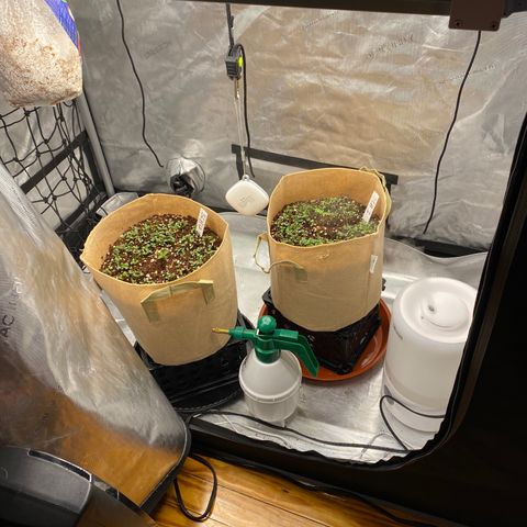 SLH 1 growlog timeline photo