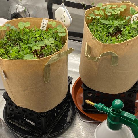 SLH 1 growlog timeline photo