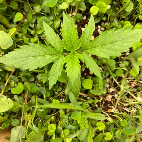 SLH 1 growlog timeline photo