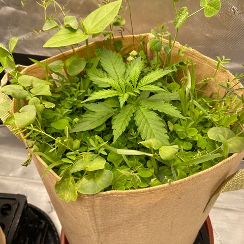 SLH 1 growlog timeline photo