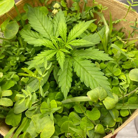 SLH 1 growlog timeline photo