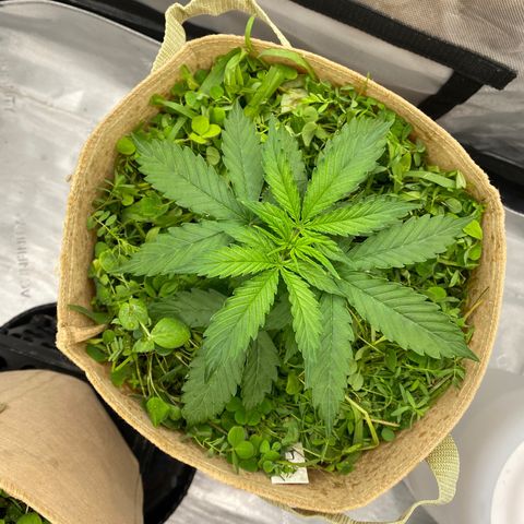 SLH 1 growlog timeline photo