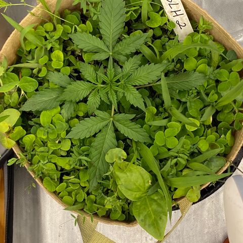 SLH 1 growlog timeline photo