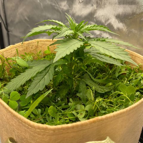 SLH 1 growlog timeline photo