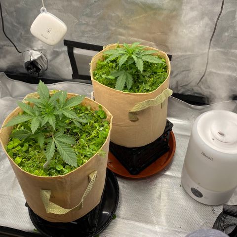 SLH 1 growlog timeline photo