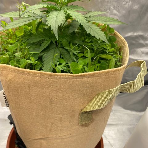 SLH 1 growlog timeline photo