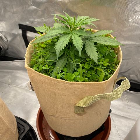 SLH 1 growlog timeline photo
