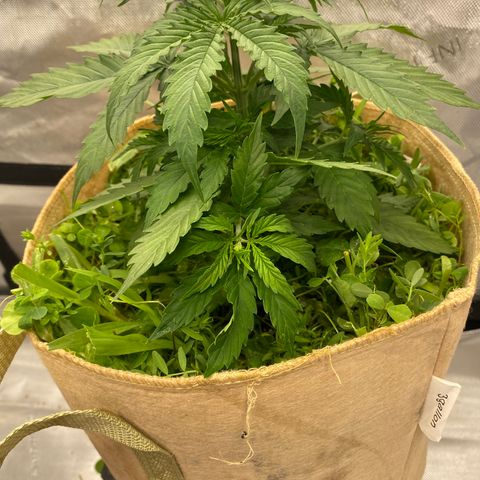 SLH 1 growlog timeline photo
