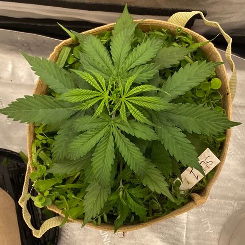 SLH 1 growlog timeline photo