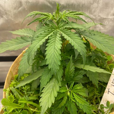 SLH 1 growlog timeline photo