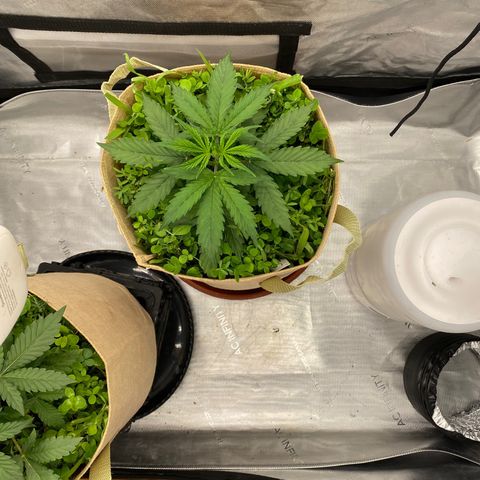SLH 1 growlog timeline photo