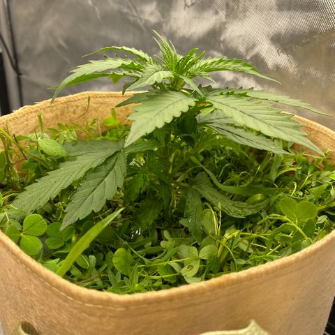 SLH 1 growlog timeline photo