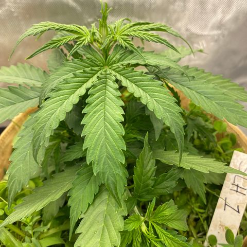 SLH 1 growlog timeline photo