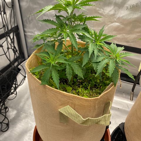 SLH 1 growlog timeline photo