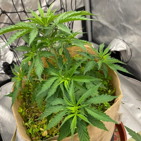 SLH 1 growlog timeline photo