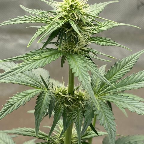 SLH 1 growlog timeline photo