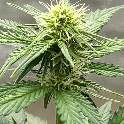 SLH 1 growlog timeline photo