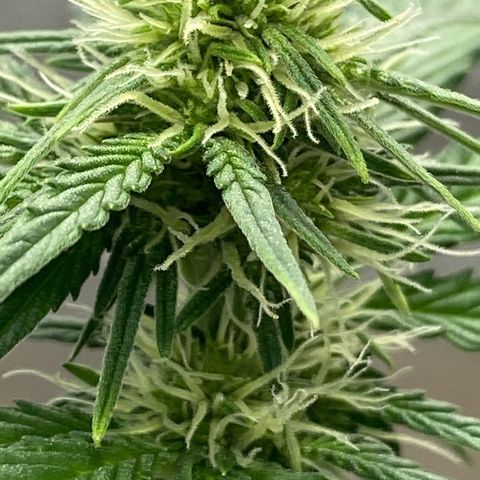 SLH 1 growlog timeline photo