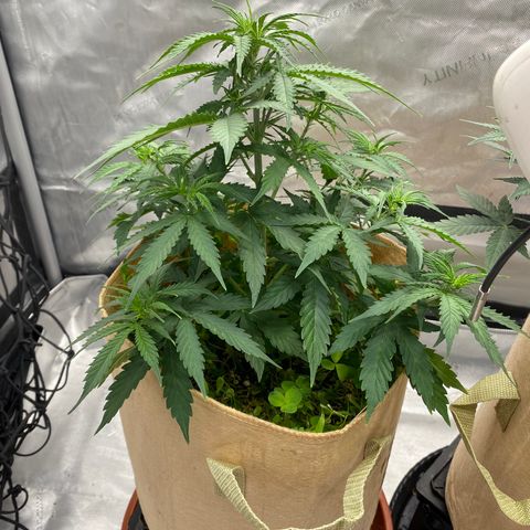SLH 1 growlog timeline photo