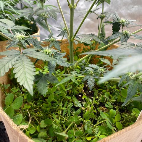 SLH 1 growlog timeline photo